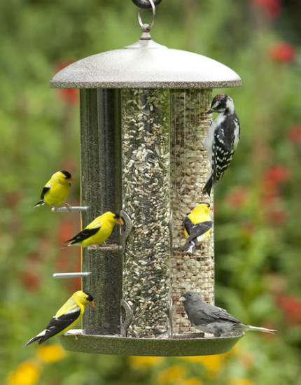 birds at feeder