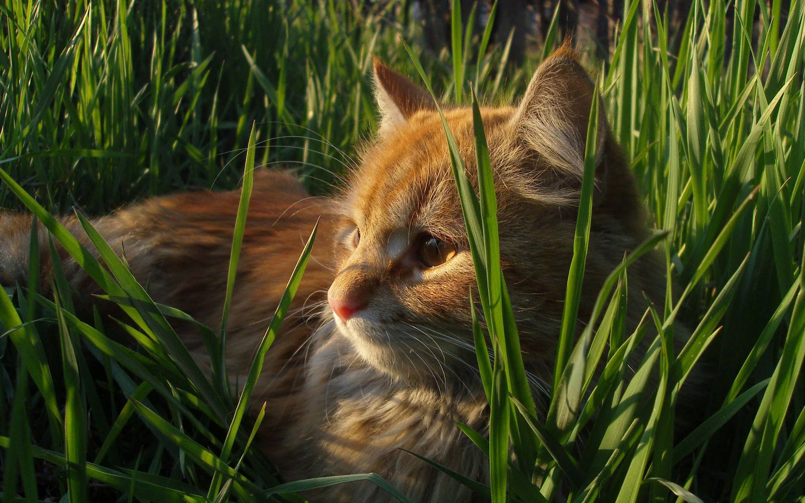 cat in grass