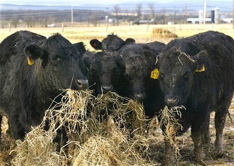 cows eating