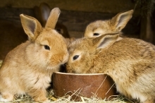 rabbits eating